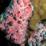 Maledives 2014