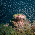 Maledives 2014