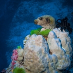 Blackspotted Pufferfish