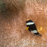 Clownfish