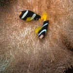 Clownfish