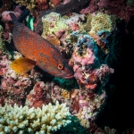 Grouper