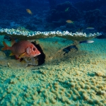 Red Snapper