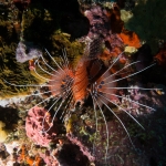 Lionfish