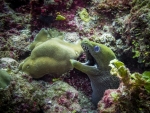 Moray