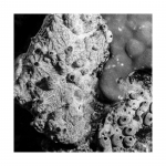 Corals