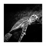 Sea Turtle