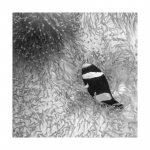 Amphiprion