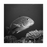 Plectorhinchus vittatus