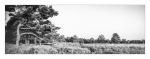 Mehlinger Heide - Pinhole