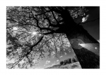 Mehlinger \'Heide