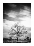 Baum - Mehlinger Heide