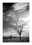 Baum - Mehlinger Heide