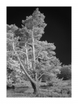 Mehlinger Heide, Infrarot