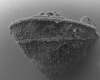 MS Peltastis