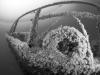 MS Peltastis