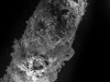 MS Peltastis