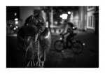 Nacht in der Stadt