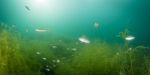 Tauchen im Marxweiher