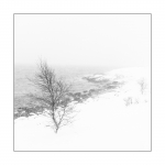 nordic birch
