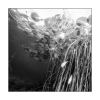 Nymphaea