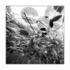 Nymphaea