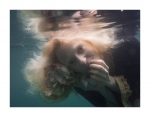 Cornelia