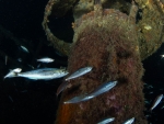 MS Peltastis bei Nacht