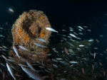 MS Peltastis bei Nacht