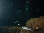 MS Peltastis bei Nacht