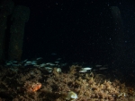 MS Peltastis bei Nacht
