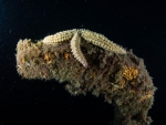 MS Peltastis bei Nacht