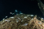 MS Peltastis bei Nacht