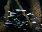MS Peltastis bei Nacht