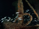 MS Peltastis bei Nacht