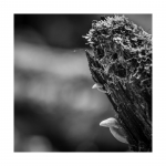 Pilze
