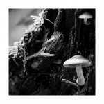 Pilze