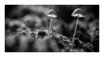 Pilze
