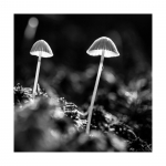 Pilze