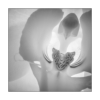 Pinhole Orchid