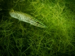 Binsfeld