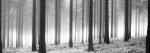 Herbstwald