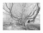 Stephanie - Im Wald