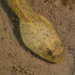 Kaulquappe