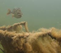 Jägerweiher, Altrip