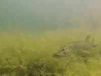 Jägerweiher, Altrip