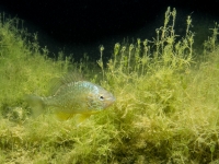 Jägerweiher, Altrip