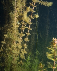 Jägerweiher, Altrip