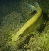 Jägerweiher, Altrip