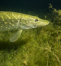 Jägerweiher, Altrip